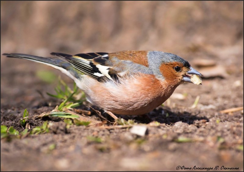 Зяблик в Ленинградской области