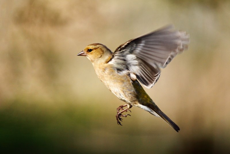Жаворонок в полете