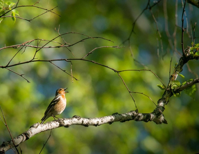 Певчие птицы Подмосковья Жаворонок