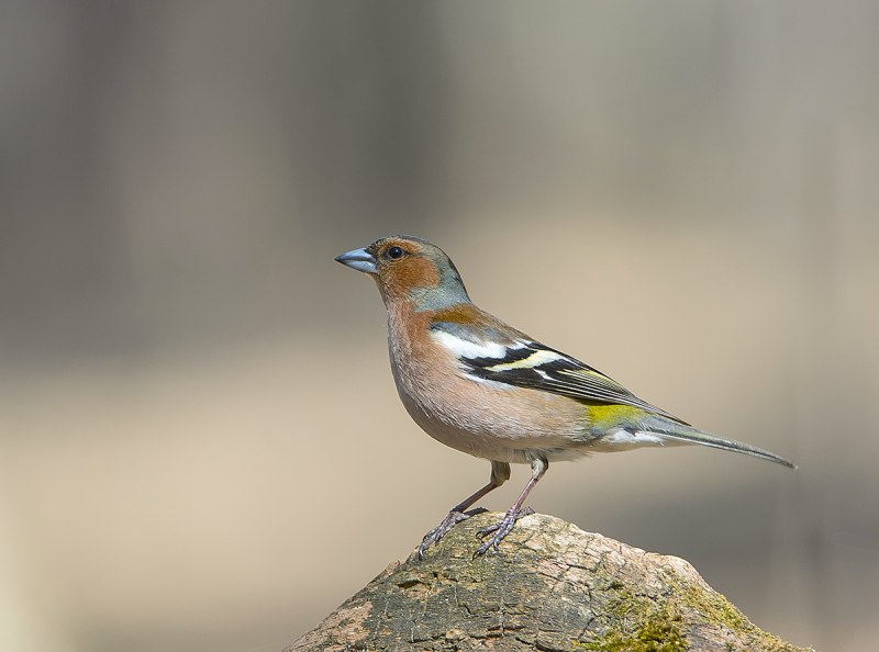 Зяблик (fringilla COELEBS)