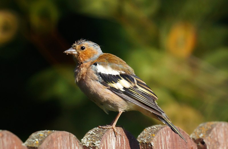 Гульдовой Зяблик