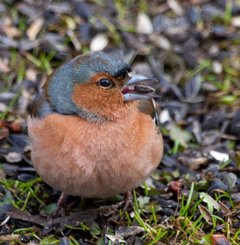 Зяблик и Жаворонок