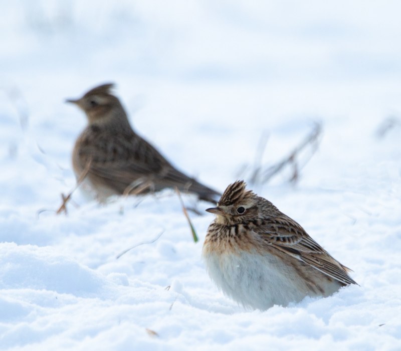 Полевой Жаворонок Зяблик