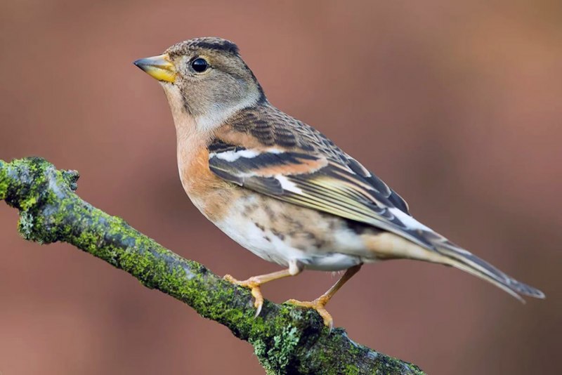 Вьюрок самка