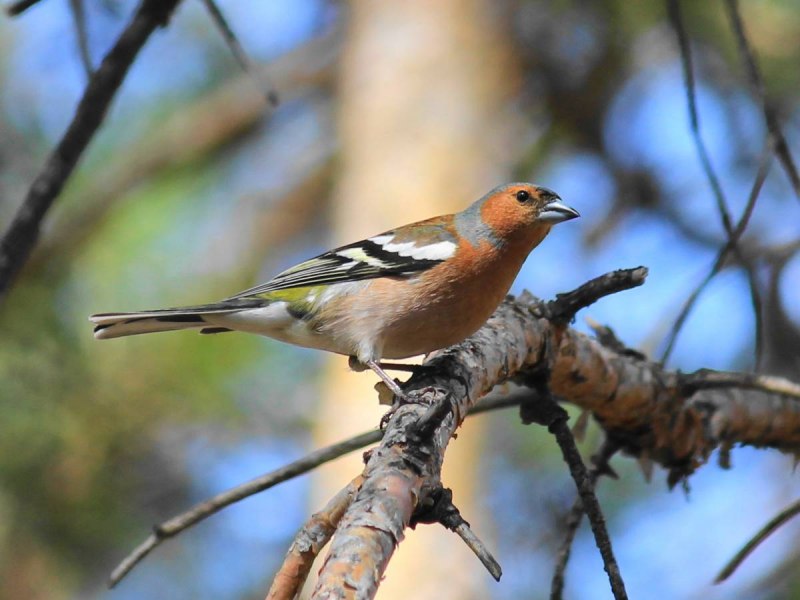 Зяблик (fringilla COELEBS)