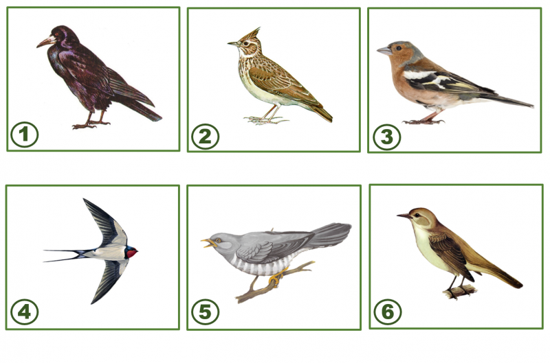 Ласточка Перелетная птица для дошкольников