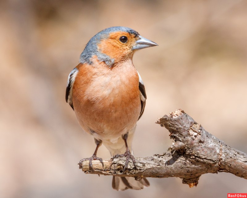 Австралийский Зяблик