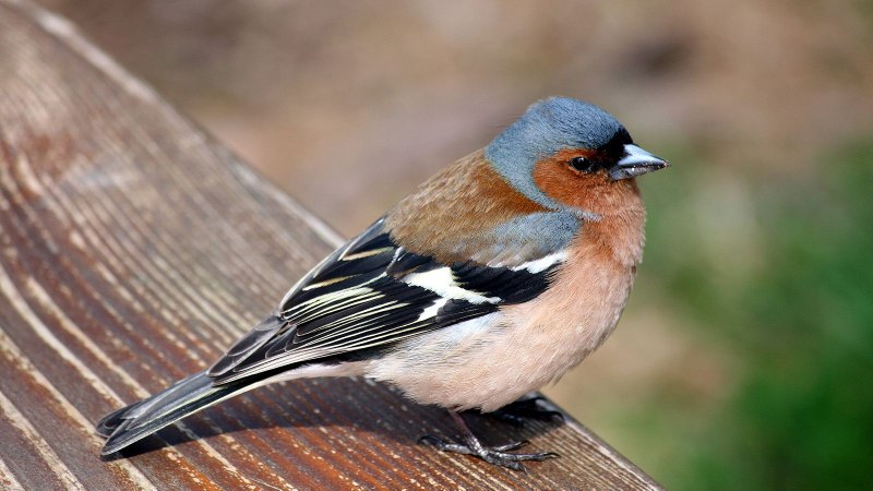 Австралийский Зяблик