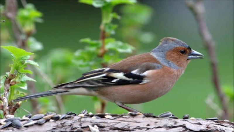 Зяблик птичка певчая