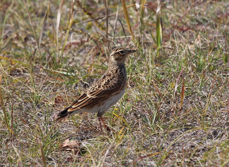 Жаворонок полевой самец