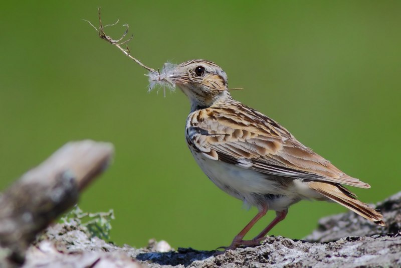 Лесной Жаворонок (Lullula Arborea)