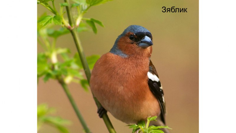 Красногрудые птицы Зяблик
