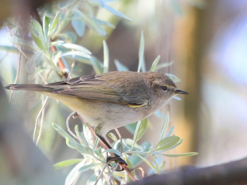 Птица пеночка теньковка