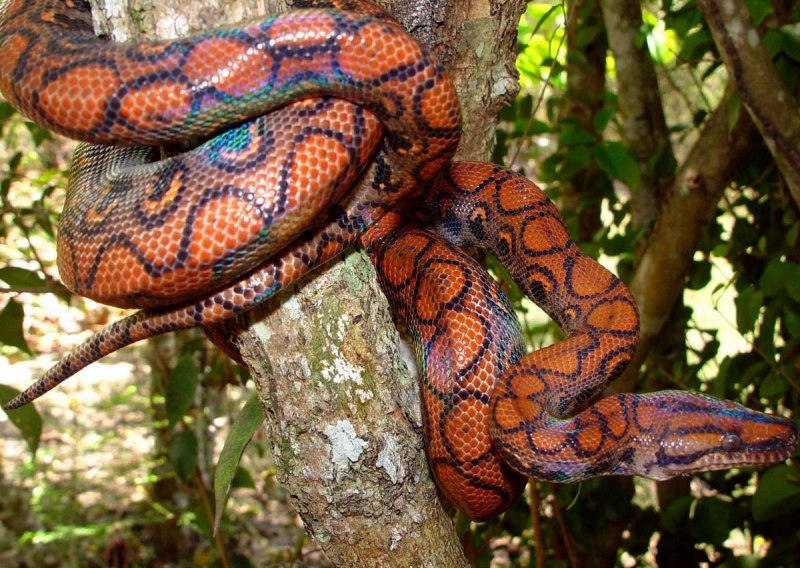 Бразильский Радужный питон боа