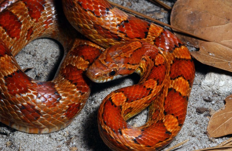 Маисовый полоз оранжевый