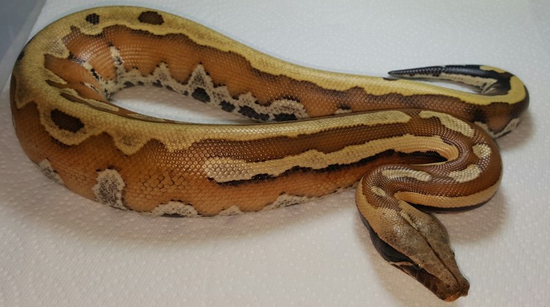 Паллида Кобра