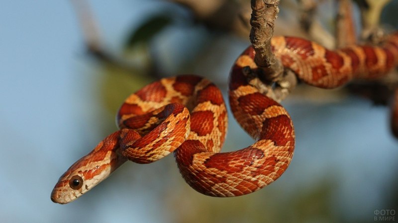 Бордовая змея