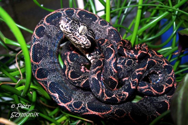 Тигровый питон желтый