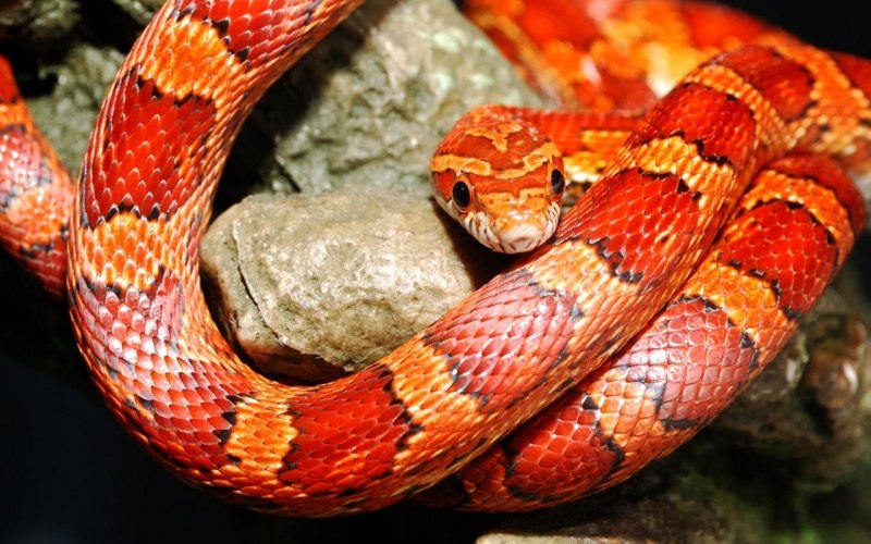 Corallus hortulanus