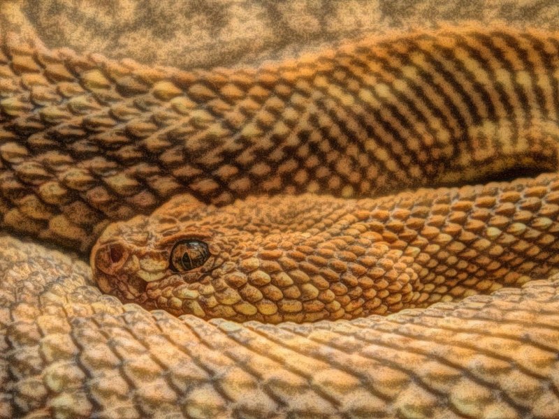 Туфли со змеей на каблуке