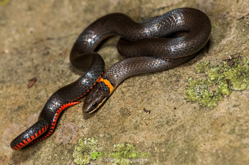 Шерстяная змея