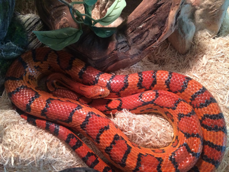 Императорский удав Коста Рика