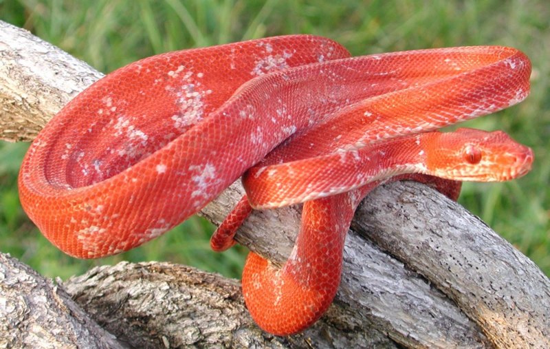 Тайландский красный полоз