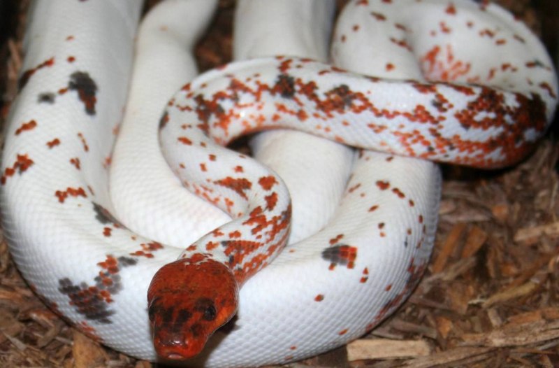 Доминиканский горный красный удав