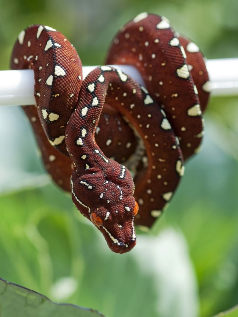 Красная гадюка змея