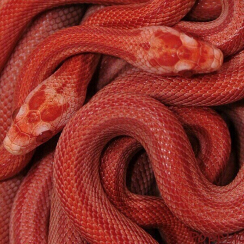 Красные змеи