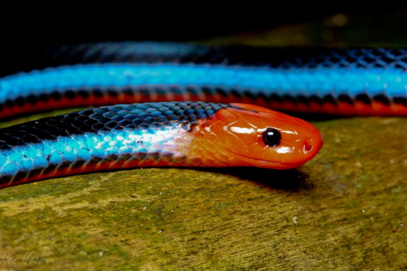 Садовый удав Corallus hortulanus
