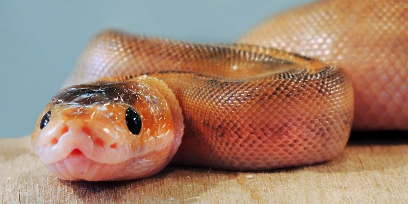 Черный Аспид змея