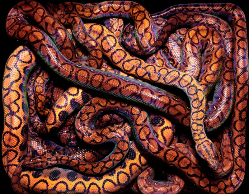 Красные змеи