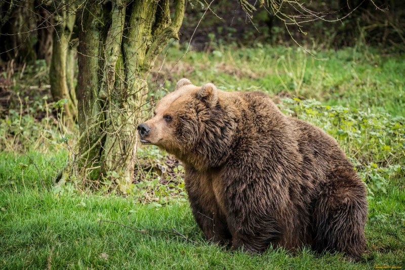 Бурый и Гималайский медведь