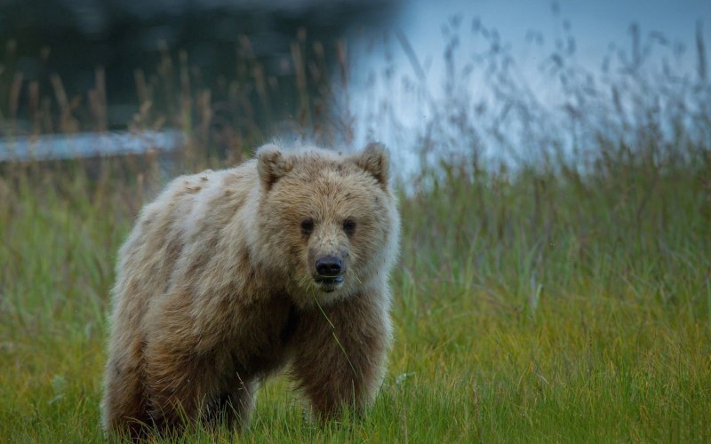 Медведь пищухоед Пржевальского