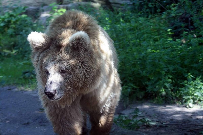 Бурый медведь Кадьяк