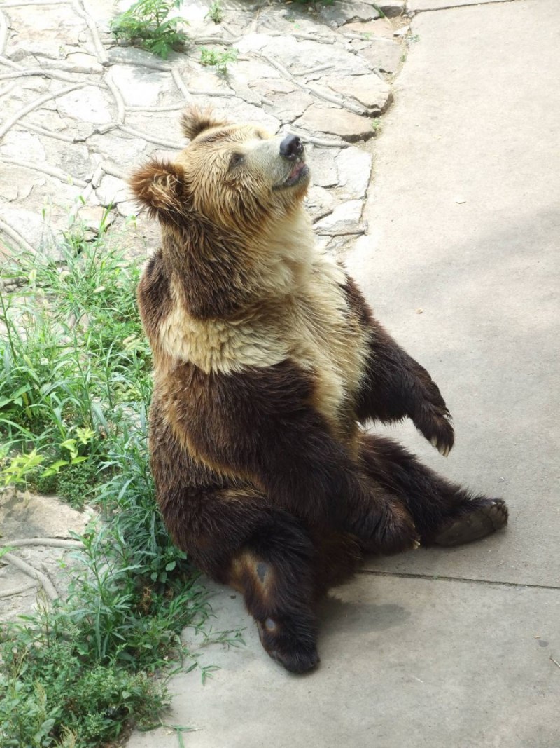 Бурый медведь