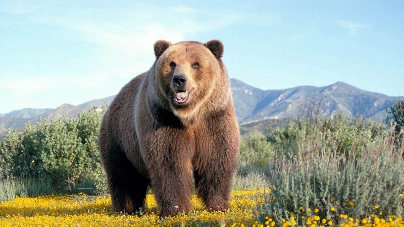 Сибирский медведь ЛК