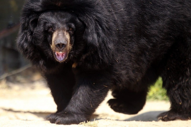 Тибетский бурый медведь (медведь-пищухоед)