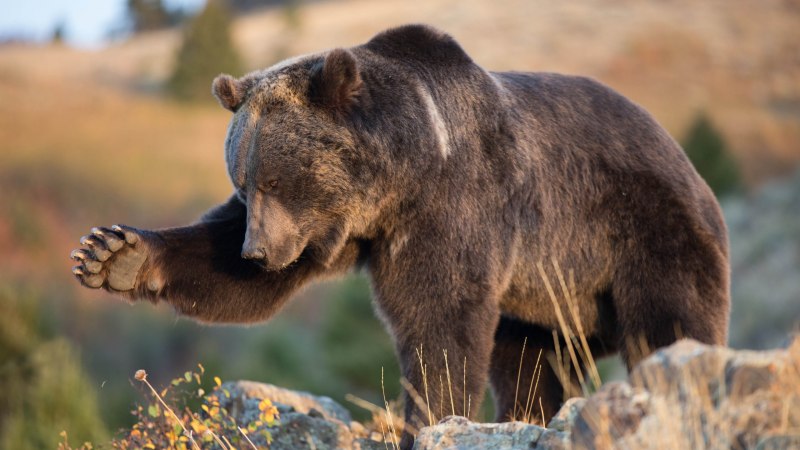 Аляскинский бурый медведь