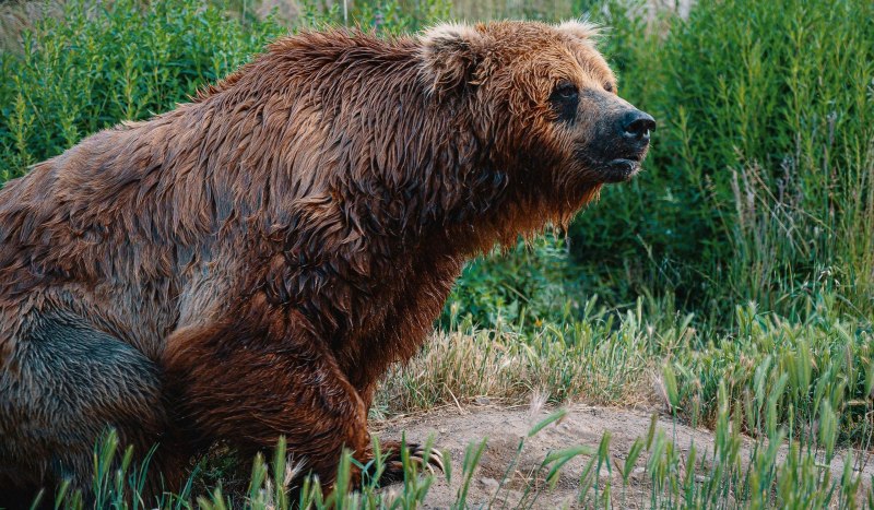 Уссурийский белогрудый медведь
