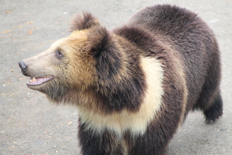 Тибетский бурый медведь Ursus arctos pruinosus