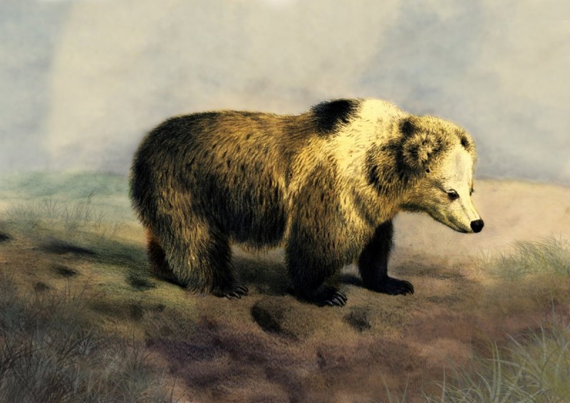 Медведь пищухоед Пржевальского