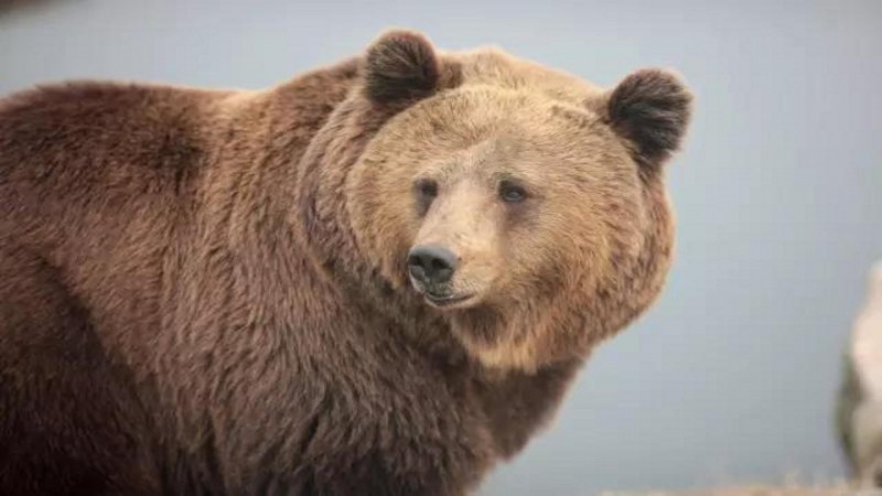 Гималайский белогрудый медведь