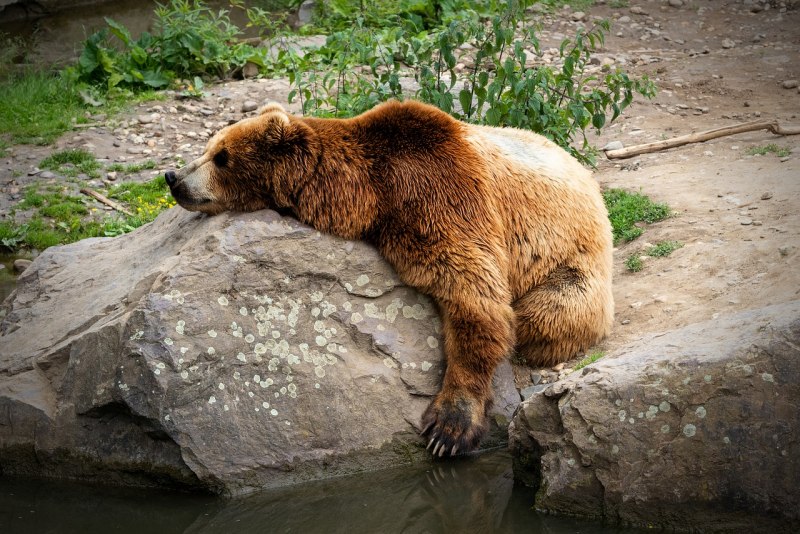 Дальневосточный бурый медведь