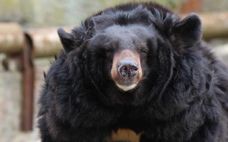 Медведь Гризли