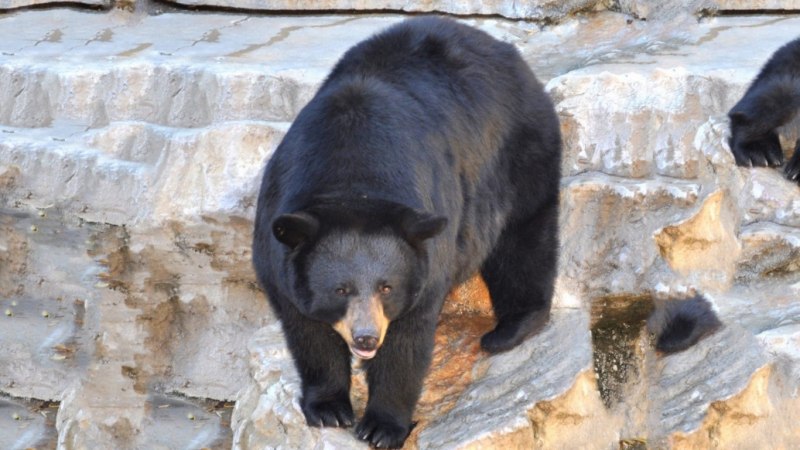 Гималайский белогрудый медведь в Амурской области