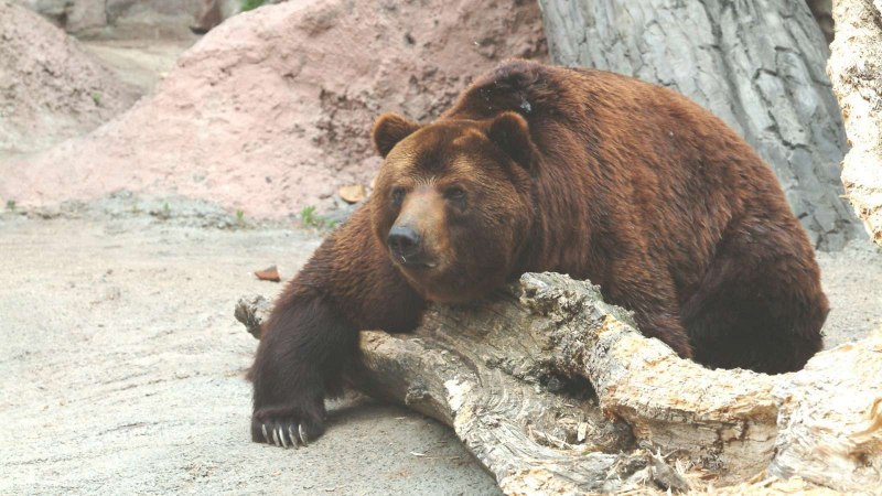 Бурый медведь – Ursus arctos l.