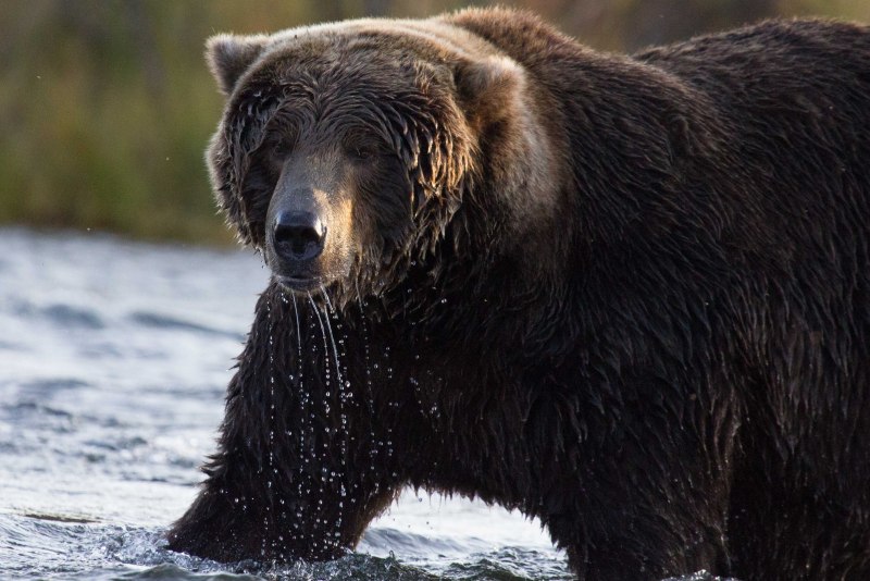 Бурый медведь Алтайского заповедника