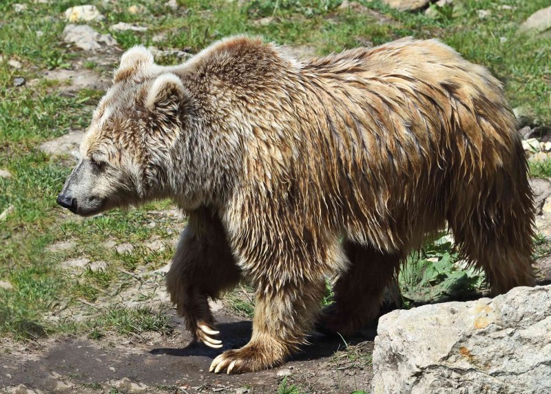 Медведь Гризли в дикой природе